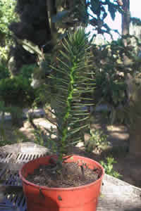 ARAUCARIA